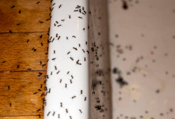 Best Pest Control Near Me in The Crossings, FL
